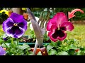 💐 Guia COMPLETA para CULTIVAR Pensamientos o VIOLAS • Cuidados Viola wittrockiana