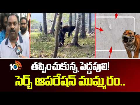 తప్పించుకున్న పెద్దపులి! సెర్చ్ ఆపరేషన్ ముమ్మరం..Rajahmundry Tiger Search Operation Latest Updates | - 10TVNEWSTELUGU