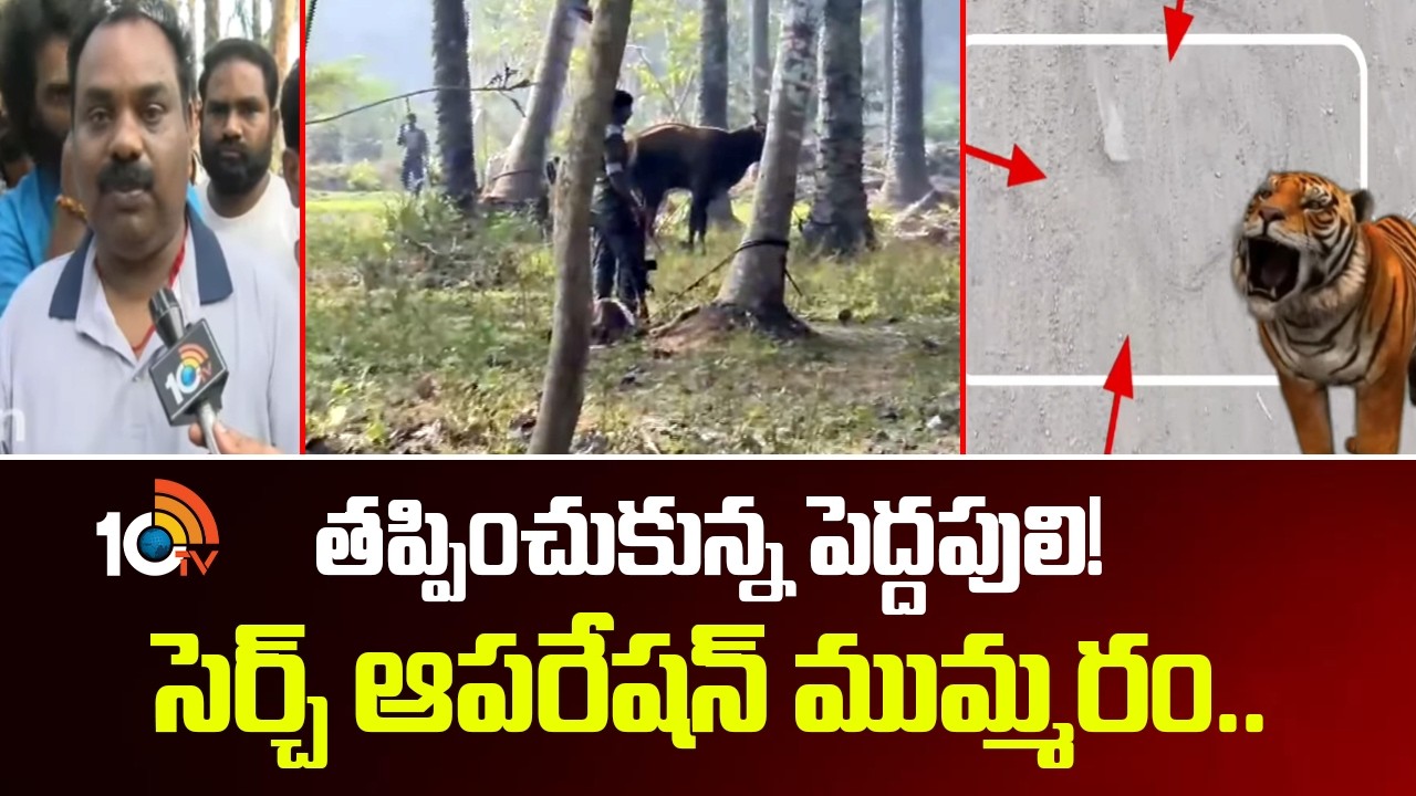 తప్పించుకున్న పెద్దపులి! సెర్చ్ ఆపరేషన్ ముమ్మరం..Rajahmundry Tiger Search Operation Latest Updates |