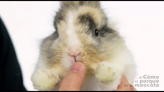 Кролики — заболевания дыхательных путей (часть 1)(В этом ролике наш ветеринар Антонио Родригес расскажет о заболеваниях дыхательных путей у кроликов. Он..., 2015-04-09T14:46:19.000Z)