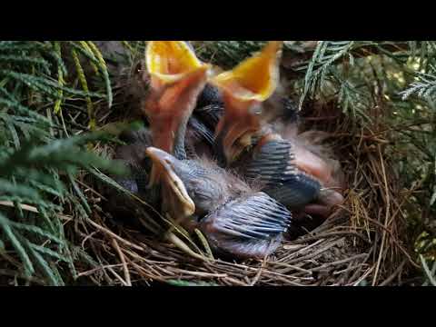 I feed the worms on the thrushes - შაშვის ბარტყებს ვაჭმევ ჭიაყელას.