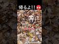 遊ぶのが大大大好きなわんちゃん🐶 #shortvideo #ペット #大型犬のいる生活