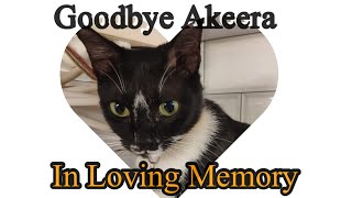 Goodbye Akeera. In Loving Memory