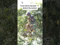 Harvesting Cassava: The Real Story Behind Hard Work 🌱🍠