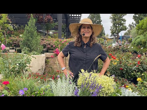 Video: Heather Companion Plants For The Garden: Pelajari Apa yang Harus Ditanam di Sebelah Heather