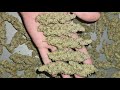 OG lime Killer Harvest Results Final Weight Grow your Own Cannabis