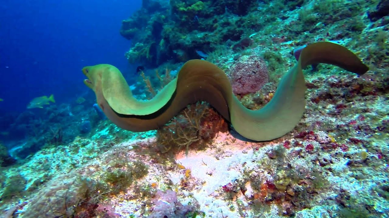 Swimming with eels, best giant moray ever. 