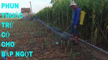 HƯỚNG DẪN PHUN THUỐC TRỪ CỎ TRÊN BẮP NGỌT