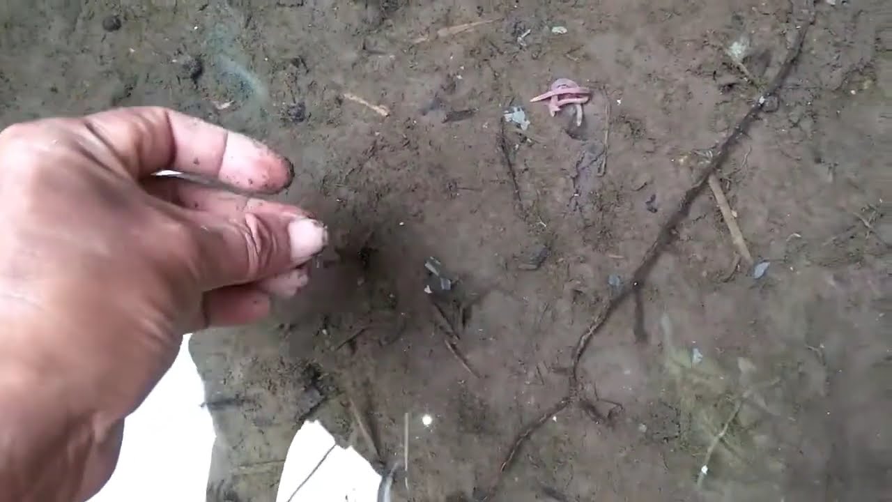 KASIH MAKAN BELUT DI KOLAM 