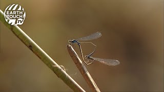 Delicate damselfly mating display