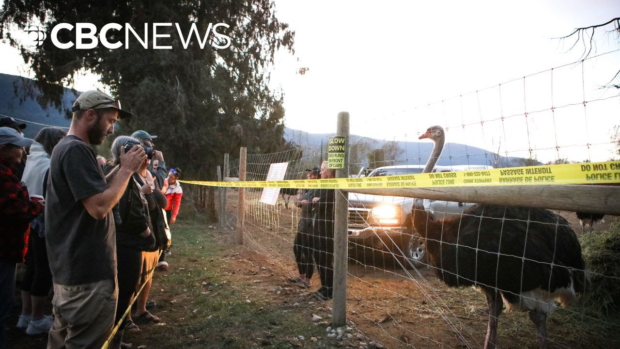 Supreme Court dismisses attempt to save a B.C. ostrich farm