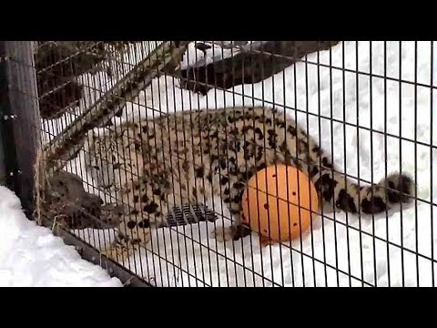 video phone beyonce mp3 帰ろうとしないユキヒョウの子供「フク」その2(多摩動物公園)Zoo Keeper & Snow Leopard Cub