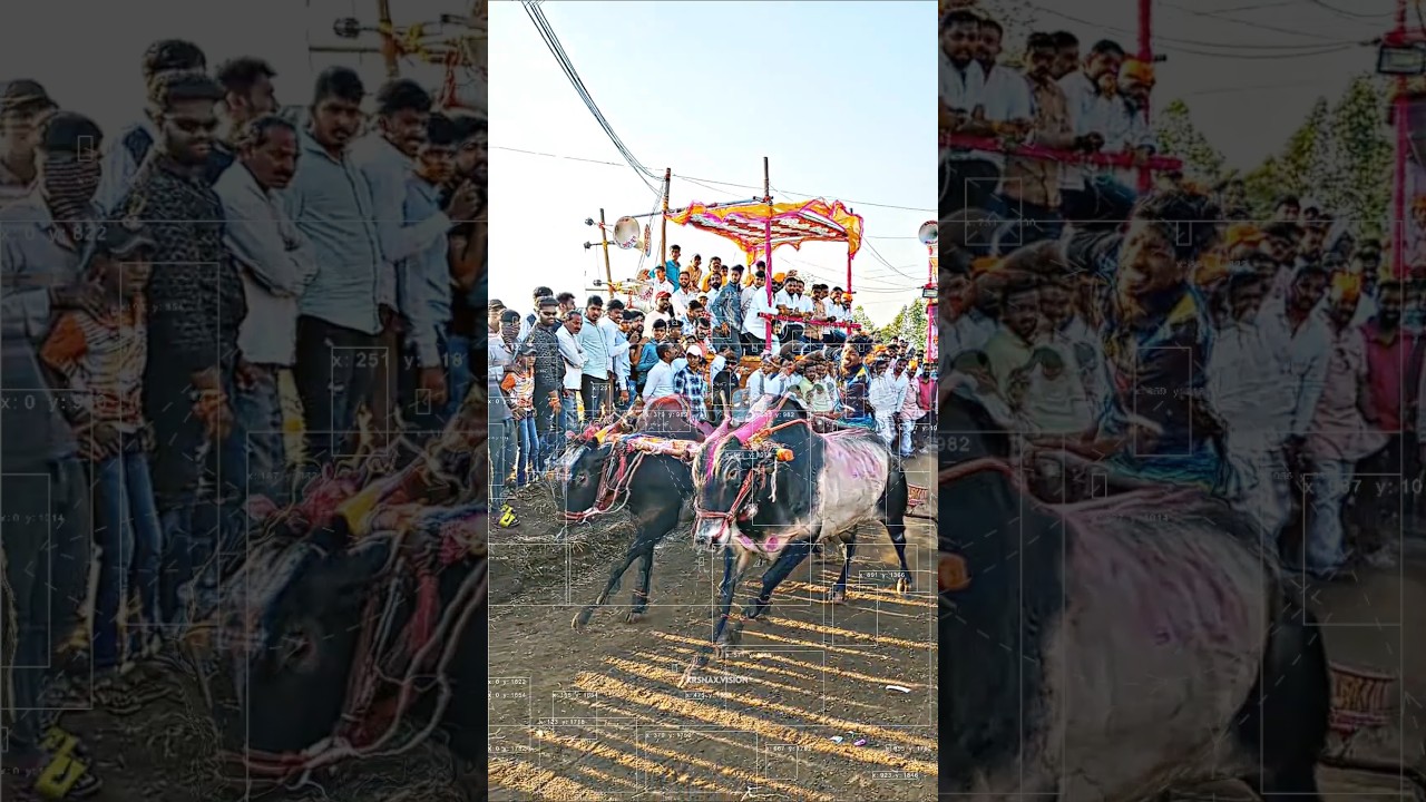 नाद🔥♨️ #trending #bailgadasharyat #bailgada #editz #maharashtra #fyp #insatgram  #explore #viral