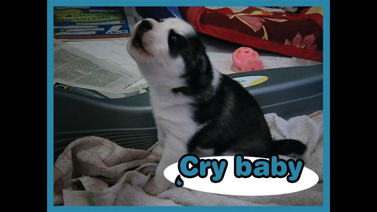 whining puppy Siberian husky 3 weeks old YouTube