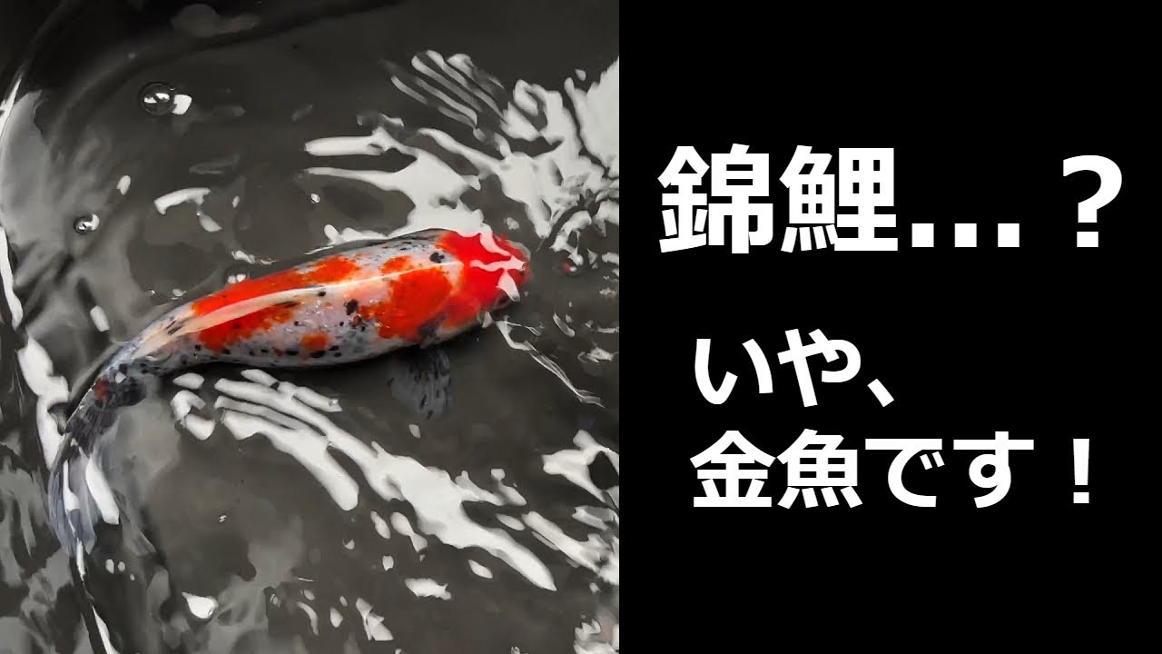まるで錦鯉のような金魚をお迎えしました！ - YouTube