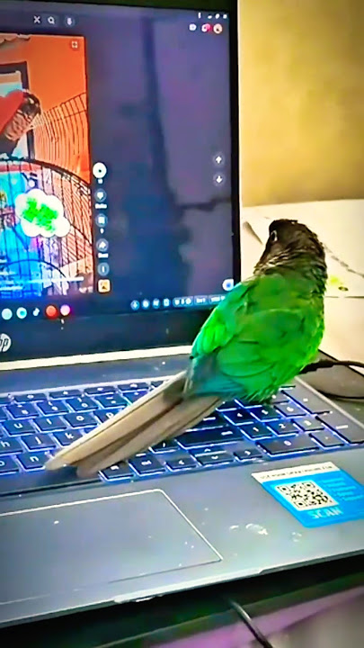 Who Is the Small Intruder? Jasper Has Something to Say #talkingparrot #jasperthebabybird #memes
