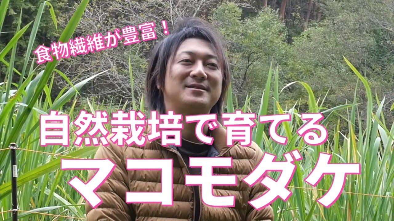 真菰 苗 自然栽培 100本以上 田植え用】真菰(まこも)の新芽 100本 真菰 苗 自然栽培 100本以上 田植え用】真菰(まこも)の新芽 100本