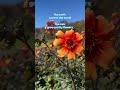 Grow Something Beautiful #dahlias #flowerfarming #garden