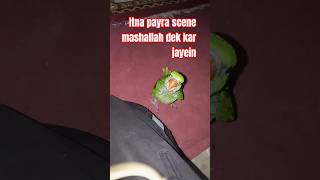 FLYININGTRANING PART. 1MINIVLOG #shorts #birds #parrot #talkingparot #TAMING #PETS #minivlog
