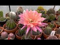 Easter Lily Cactus Hybrid: Echinopsis ‘Djinni’