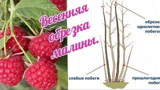 ОБРЕЗКА МАЛИНЫ (УРОЖАЙ ВЕДРАМИ)