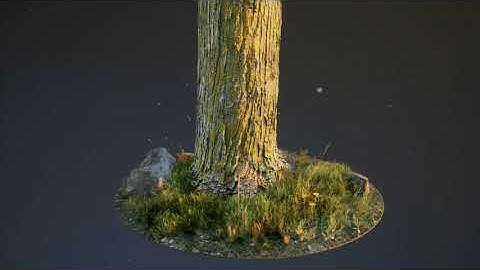 Photogrammetry Tree Stump