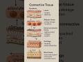 What Does Connective Tissue Actually Do? 🦴 #shorts #viral #class9science