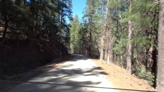 ATV drive through the Pinals, piney woods