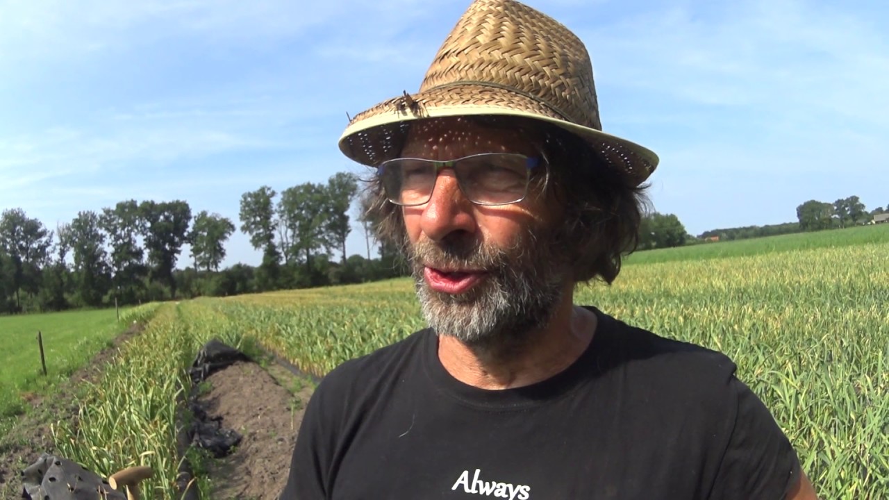 Knoflook kwekerij De Eemlook