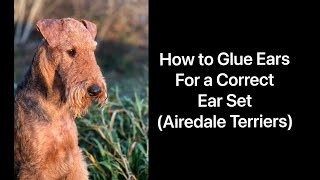 How to Glue and Unglue an Airedale Terriers Ears for Correct Expression by Sheila Tay Radcliffe 15,692 views 2 years ago 19 minutes