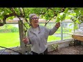 Anne McGovern: My 100 Years Old Vine. 14.6.2026.
