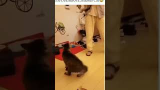 🐱😻 Ultimate Cat Lover's Guide: Tips, Tricks & Cuteness Overload! 😻🧶 Wealth