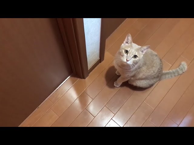 部屋に入りたい猫と妹に内緒で入れてあげる息子