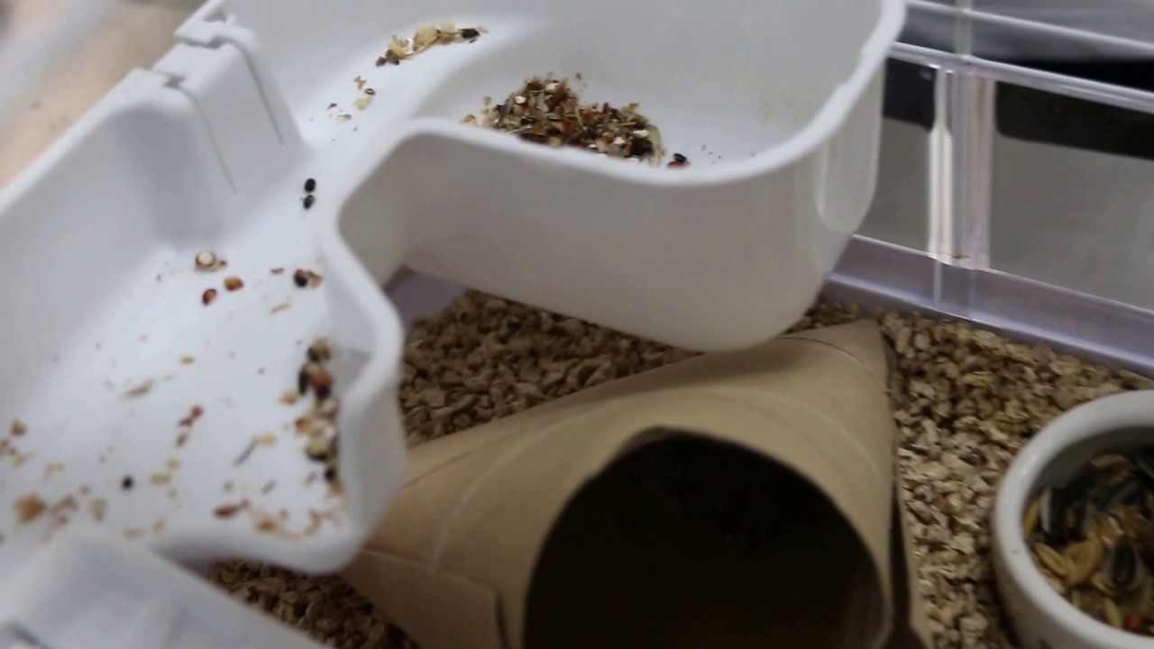 What to do when a hamster eats, pees and poops on his sleeping area
