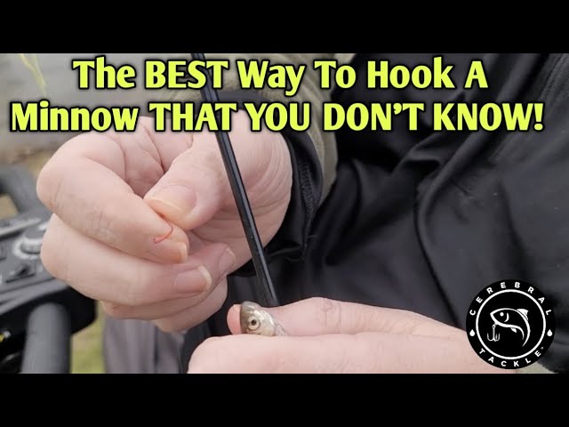 How to Rig LIVE MINNOWS to Catch More Bass! 