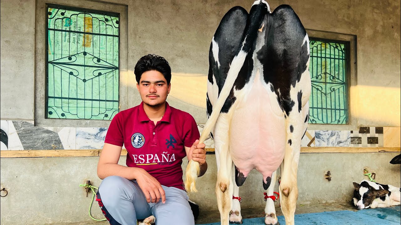 ਪਿੰਡ ਛੰਨਾ ਗੁਲਾਬ ਸਿੰਘ ਵਾਲਾ। ਦੋ ਤਾਜ਼ੀਆਂ ਸੂਈਆਂ ਗਾਵਾਂ 👌🏻🔥ਟੋਪ ਬਰੀਡ 💎🔥ਘੱਟ ਰੇਟ 😱🔥Bawa dairy farm 