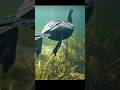 목이길어 뱀목가마우지 🦩🐟물속에서 사냥한다.? 작은 물고기가 주식.Anhinga 🐟 hunts underwater… small fish are its main prey.