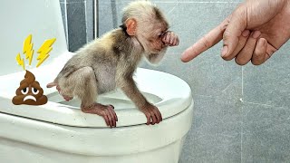 Do Do monkey practices toileting in the toilet, harvests aloe vera and takes care of baby monkeys
