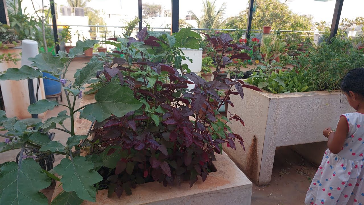 ಈ ದಿನ ನಮ್ಮ ಮನೆಯ ಟೆರೆಸ್ ಗಾರ್ಡನಲ್ಲಿಬೆಳೆದ ಹಸಿರು ತರಕಾರಿ ಕಂಡು ಎಲ್ಲರಿಗೂ ಆನಂದ ಹಾಗಿದ್ದರೆ ಏನಂತ ನೀವು ಸೋಡಿ.