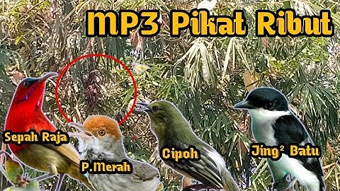 Ribut‼️,Sepah Raja,Cipoh,Jing² Batu,P.Nyetarter,Suara Pikat Ribut  Kombinasi 4 Burung