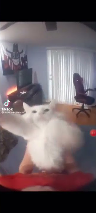 meme kucing helicopter helikopter#short#kucing