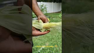 Peeling back the first corn harvest in the backyardgarden asmr