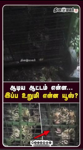 ஊரையே அலறவிட்ட சிறுத்தை கூண்டில் சிக்கி ஆவேச உறுமல் Wildlife|Coimbatore Reels