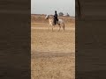 Horse riding practice qutbia horsehorseriding horselover