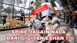 SPIKE JAGAIN NALA DARI ESHAN !!!  VLOG