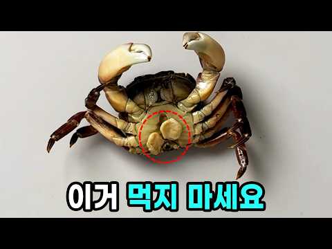 이 게는 성전환 기생충에 감염되어있습니다 (진짜임)