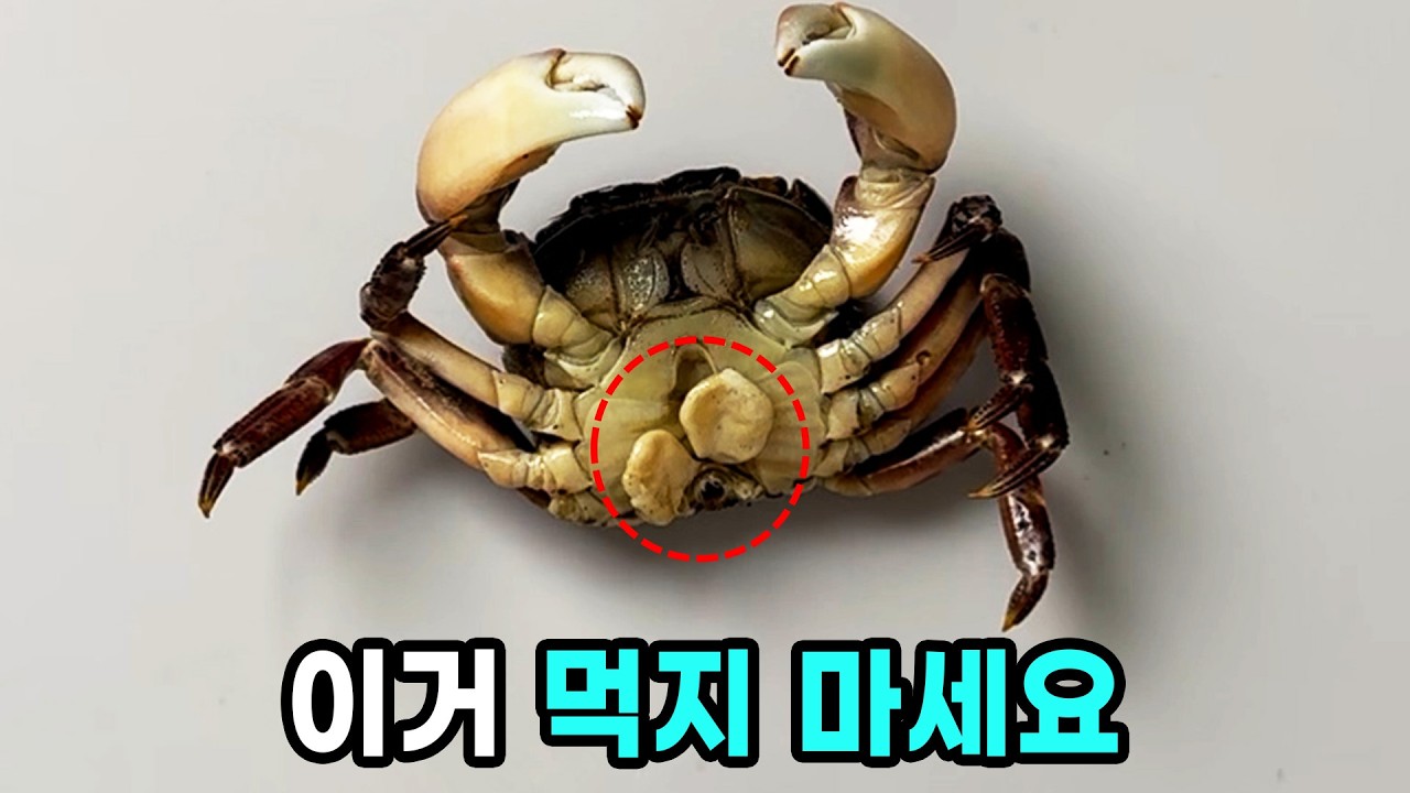 이 게는 성전환 기생충에 감염되어있습니다 (진짜임)