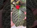 Planta natural Mía