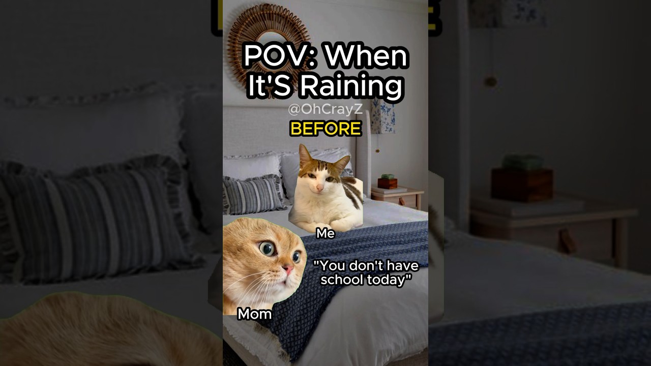 CAT MEMES 🐱 WHEN IT’S RAINING 
