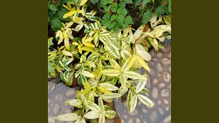 Sedang Usaha Mewujudkan Mimpi